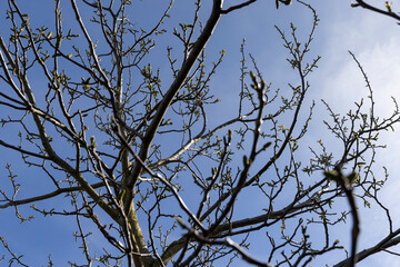 long earrings of walnut flowers during flowering
