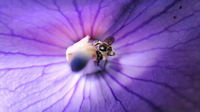 Bee Collecting Pollen: Macro Footage of Tetragonula iridipennis on Flower Pollinating.
Known as The Indian stingless bee, dammar bee.