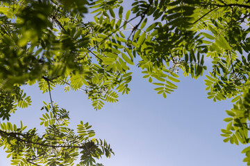 beautiful new rowan foliage in sunny weather