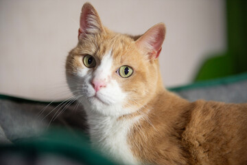 Porträt einer rot-weißen Hauskatze