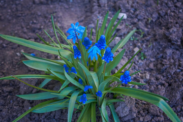 Armenian Viper Bow. Armenian mouse hyacinth. Muscari is Armenian. Muscari armeniacum.