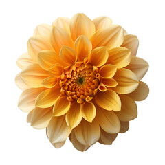 Yellow dahlia flower PNG. Yellow dahlia flower top view PNG. Dahlia flower flat lay isolated. Summertime flower bloom