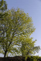 tall maple trees with green foliage growing on the cliff