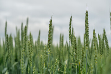 Selective focus and close-up on ears of green wheat in cloudy weather, which gives the landscape a moody atmosphere, poster about agriculture and growing crops
