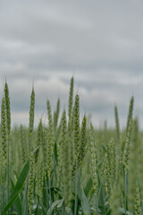 Vertical poster and selective focus on ears of green wheat in a field in cloudy weather with thunderclouds in the sky, poster about agriculture and crop growing