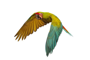 Fototapeta premium Colorful flying Military Macaw parrot isolated on transparent background png file