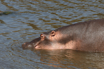 Fototapeta premium Flußpferd / Hippopotamus / Hippopotamus amphibius