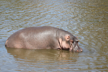 Fototapeta premium Flußpferd / Hippopotamus / Hippopotamus amphibius