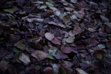 Closeup of a pile of fallen leaves on the ground