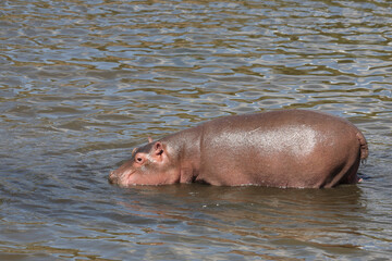 Fototapeta premium Flußpferd / Hippopotamus / Hippopotamus amphibius