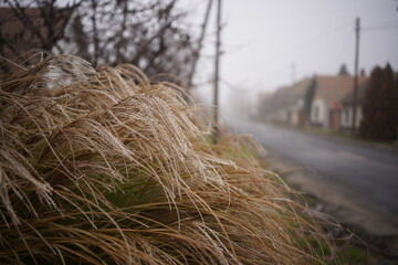 Closeup of a shrub of dry plant near the road on a foggy day