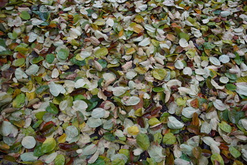 Closeup of a pile of leaves on the ground