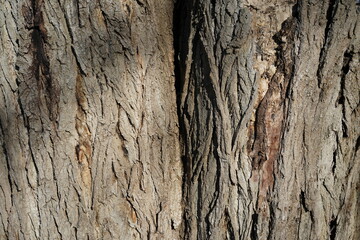 Closeup of a tree trunk texture