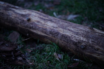 Closeup of a tree log lying on green grass