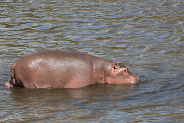 Flu&szlig;pferd / Hippopotamus / Hippopotamus amphibius