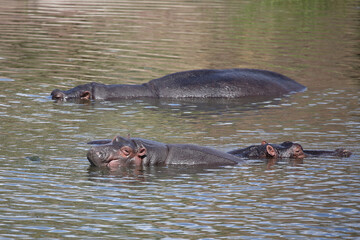 Fototapeta premium Flußpferd / Hippopotamus / Hippopotamus amphibius