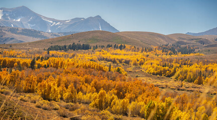 Scenic view of vibrant golden trees stand against a majestic mountain backdrop © Wirestock