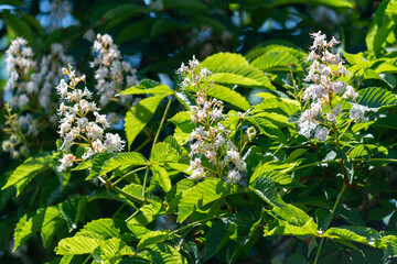 Fleurs de châtaigniers