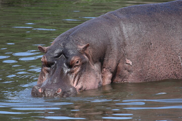 Fototapeta premium Flußpferd / Hippopotamus / Hippopotamus amphibius