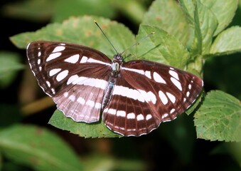 Hungarian glider butterfly on a green leaf