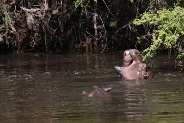 Flußpferd / Hippopotamus / Hippopotamus amphibius..