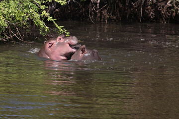 Flußpferd / Hippopotamus / Hippopotamus amphibius..