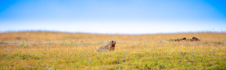 The marmot sits in the grass in the mountains, looks to the side, as if reading your text,...