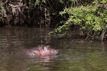 Fototapeta premium Flußpferd / Hippopotamus / Hippopotamus amphibius.