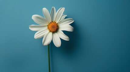 A beautiful white daisy flower in full bloom against a solid blue background.