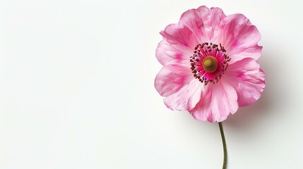 Soft focus, macro photography of a delicate pink anemone flower in full bloom, isolated on a white background.