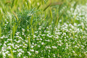 Fleurs sauvages au printemps