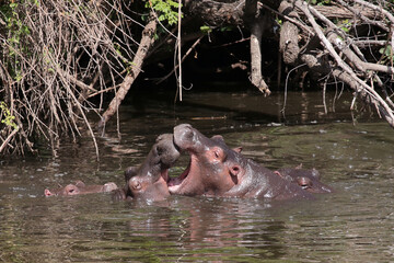 Flußpferd / Hippopotamus / Hippopotamus amphibius..