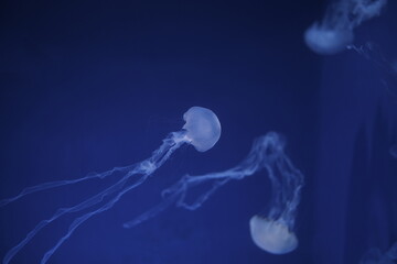 Jellyfish in an aquarium