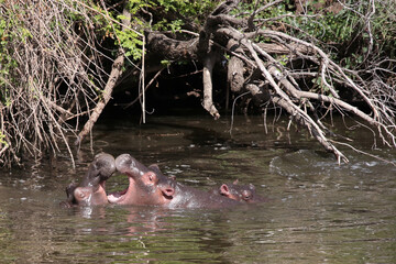 Flußpferd / Hippopotamus / Hippopotamus amphibius..