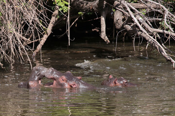 Flußpferd / Hippopotamus / Hippopotamus amphibius..