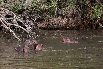 Flußpferd / Hippopotamus / Hippopotamus amphibius..