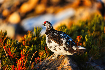 北アルプスの常念岳の雷鳥