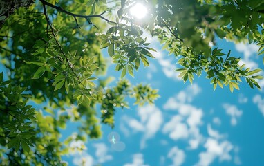 green birch forest view from below into the sky
