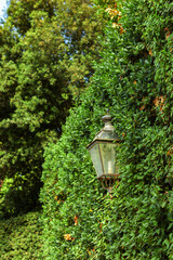 vintage lantern on green hedge