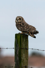 Hibou des marais, Hibou brachyote, Asio flammeus, Short eared Owl, region Pays de Loire; marais Breton; 85, Vendée, Loire Atlantique, France