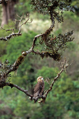 Bateleur des savanes, Aigle bateleur,  Terathopius ecaudatus, Bateleur