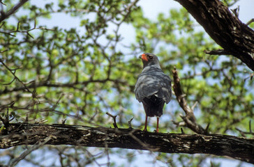 Autour sombre,.Melierax metabates, Dark Chanting Goshawk