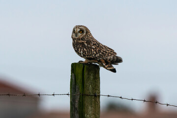 Hibou des marais, Hibou brachyote, Asio flammeus, Short eared Owl, region Pays de Loire; marais Breton; 85, Vendée, Loire Atlantique, France