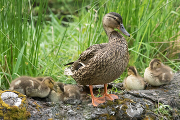 duck with ducklings