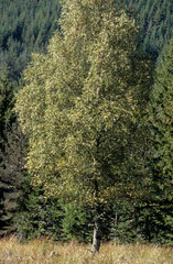 Populus tremula, Peuplier tremble