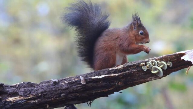 Eurasian red squirrel eating mushrooms growing on a tree branch in the woods with blur background