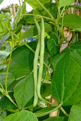 Phaseolus vulgaris 'Emérite' , Haricot mangetout grimpant
