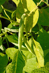 Phaseolus vulgaris 'Karin' , Haricot grain sec