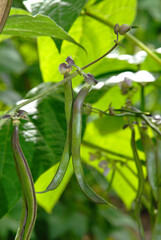 Phaseolus vulgaris 'Vilmorin RSL 3112-07' , Haricot plat grimpant