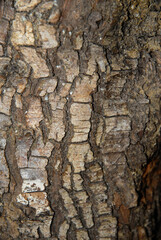 Aubepine, Crataegus laevigata, ecorce